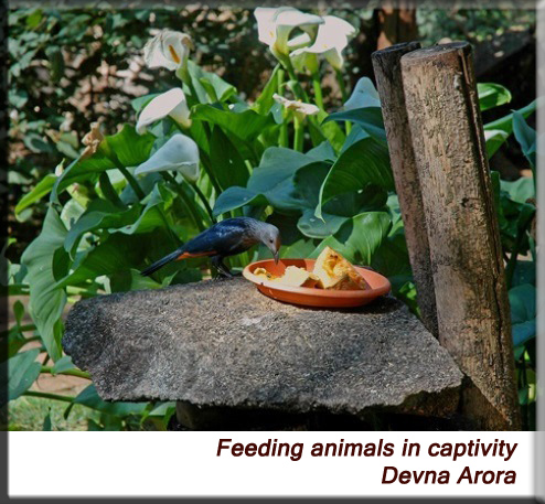 Devna Arora - Starling feeding